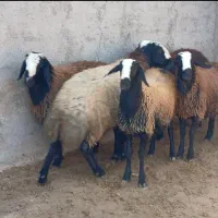 گوسفند زنده مغان|حیوانات مزرعه|کرج, باغستان|دیوار