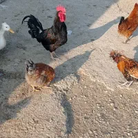 خروس سیاه|حیوانات مزرعه|کهریزک, |دیوار