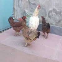 ده عدد مرغ طبیعی تخم گذار وکرچ شو