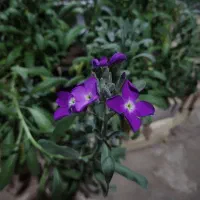 انواع گل  و گیاه طبیعی شب بو