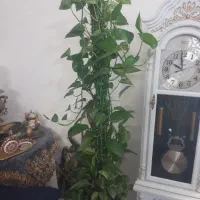 گلدان قیم دار پتوس بزرگ|گل و گیاه طبیعی|گلبهار, شهر جدید گلبهار|دیوار
