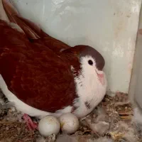 معاوضه با کفتر