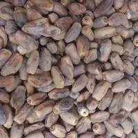 خرما دیری  درجه 1
