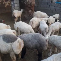 بره و کهره چاق