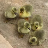 فروش ۴تا جوجه غاز ۳روز