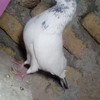 کفتر|پرنده|محمدشهر, همایون ویلا|دیوار