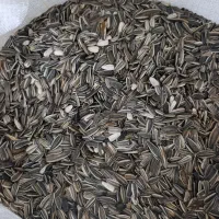 تخمه افتابگردان