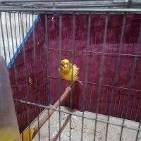 قناری ماده|پرنده|سیرجان, |دیوار