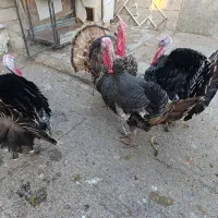 بوقلمون محلی|حیوانات مزرعه|الشتر, |دیوار