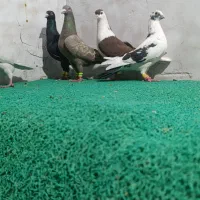 ۷ عدد دورگ|پرنده|اندیمشک, |دیوار