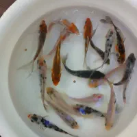 کوی نژاد دار