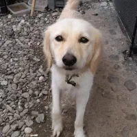 واگذاری توله‌های  گلدن،شکاری|سگ|رودسر, |دیوار