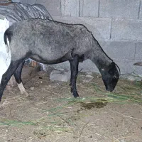 رومانوف گوسفند اصل