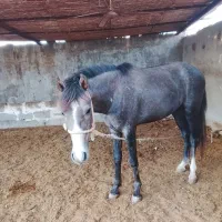 اسب جوان دوسال دره شور