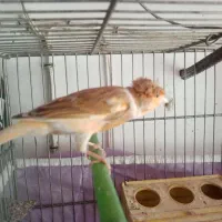 فروش جوجه قناری|پرنده|یزد, |دیوار