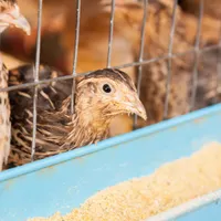 خوراک تضمین شده بوقلمون/گوشتی/تخمگذار|حیوانات مزرعه|مشهد, شهرک صنعتی مشهد|دیوار
