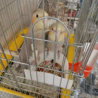 عروس هلندی دوماهه|پرنده|فردیس, سرحدی|دیوار