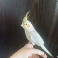 عروس هلندی گمشده