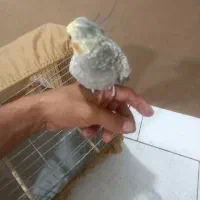 عروس هلندی|پرنده|تهران, مسعودیه|دیوار