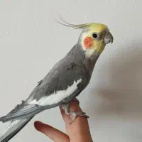 عروس هلندی جفت