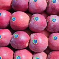 انواع نهال سیب پیوندی|خدمات باغبانی و درختکاری|سمیرم, |دیوار