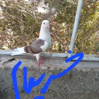 کبوتر تعداد