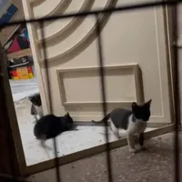 واگذاری رایگان ۵ تا بچه گربه
