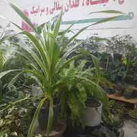 فروش ویژه پاندانوس تعویض با کتاب دفاتر مجلات باطله|گل و گیاه طبیعی|مشهد, شفا|دیوار