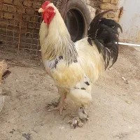 خروس برهما