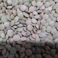 عدس محلی پلویی