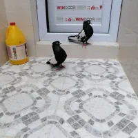 کبوتر سینه ای وصربستانی|پرنده|شادگان, |دیوار