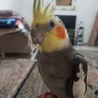 عروس هلندی نر سخنگو|پرنده|قدس, شهر‌قدس|دیوار