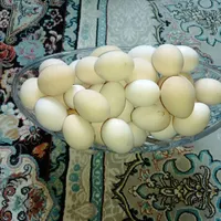 تخم مرغ محلی|خوردنی و آشامیدنی|شوشتر, |دیوار