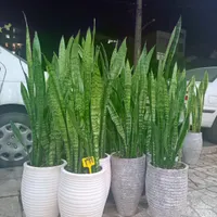 گل سانسوریا فقط تا امشب|گل و گیاه طبیعی|کرج, گلشهر ویلا|دیوار