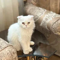 گربه اسکاتیش پرشین|گربه|تبریز, |دیوار