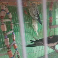 عروس هلندی