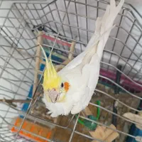 عروس هلندی|پرنده|مشهد, چهارچشمه|دیوار