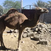 شتر دوساله|حیوانات مزرعه|قلعه قاضی, |دیوار