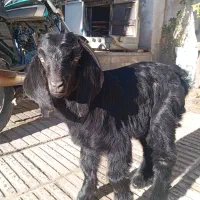 بزغاله علف خور