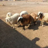 بره نر فارسی|حیوانات مزرعه|شیراز, ارم|دیوار