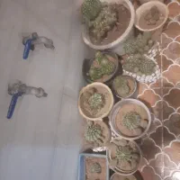 فروش گل و گلدان حراج ارزان|گل و گیاه طبیعی|اصفهان, باغ فدک|دیوار