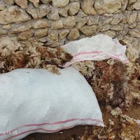 پشم گوسفند کیلوش 140تومان