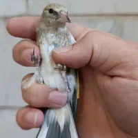 سهره دورگ|پرنده|تهران, مینای شمالی (مخبر)|دیوار