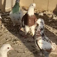 ۳۰عددکفترتمیز پرشی
