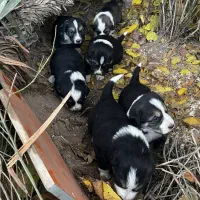 واگزاری رایگان توله سگ|سگ|پردیس, شهرک صنعتی کمرد|دیوار