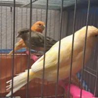 قناری|پرنده|شیراز, فرگاز|دیوار