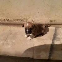 سگ عروسکی فنجونی|سگ|قم, نوقطار|دیوار