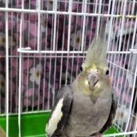 عروس هلندی|پرنده|فومن, |دیوار