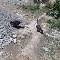 دوعدد اردک بزرگ