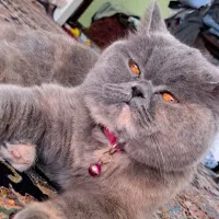 گربه بریتیش بلو چشم عسلی صورت خرسی